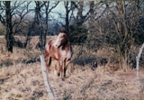 Family  Los Alamos winter 80 001  horse Ad
